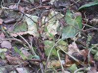 1010424小園丁實務工作-種植薄荷和合果芋