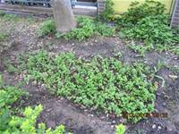 1010424小園丁實務工作-種植薄荷和合果芋