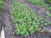 1010424小園丁實務工作-種植薄荷和合果芋