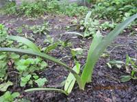 1010424小園丁實務工作-種植薄荷和合果芋