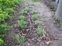 1010424小園丁實務工作-種植薄荷和合果芋