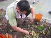 1010424小園丁實務工作-種植薄荷和合果芋