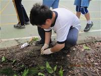 1010424小園丁實務工作-種植薄荷和合果芋