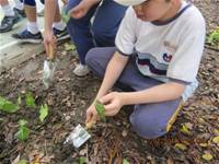 1010424小園丁實務工作-種植薄荷和合果芋