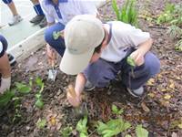 1010424小園丁實務工作-種植薄荷和合果芋