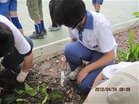 1010424小園丁實務工作-種植薄荷和合果芋