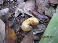 1010424小園丁實務工作-種植薄荷和合果芋