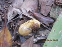 1010424小園丁實務工作-種植薄荷和合果芋