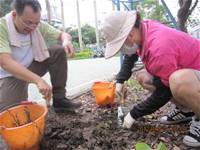 1010424小園丁實務工作-種植薄荷和合果芋
