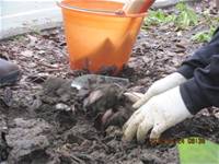 1010424小園丁實務工作-種植薄荷和合果芋