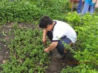 1010427小園丁實務工作-整理香草園區