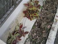 1010501小園丁實務工作