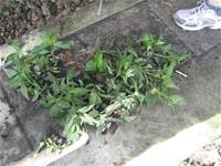 1010501小園丁實務工作