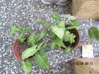 1010508小園丁實務工作