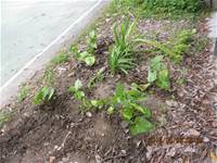 1010508小園丁實務工作