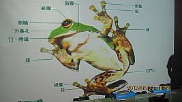 認識青蛙