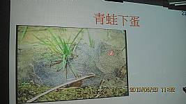 認識青蛙