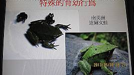 認識青蛙