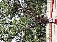 105『老樹搬遷、老屋新建～金猴獻瑞、牽手賀建安』祈福活動