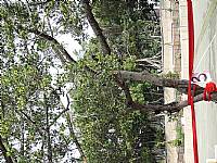 105『老樹搬遷、老屋新建～金猴獻瑞、牽手賀建安』祈福活動