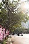 105『老樹搬遷、老屋新建～金猴獻瑞、牽手賀建安』祈福活動