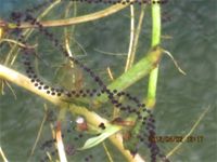 相簿「1010402生態池蟾蜍交配產卵」封面