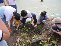 相簿「1010424小園丁實務工作-種植薄荷和合果芋」封面