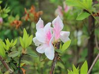 相簿「2012 春臨建安」封面