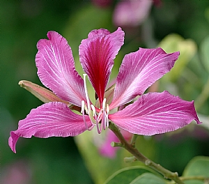 艷紫荊_照片縮圖