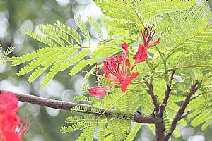 鳳凰木_照片縮圖