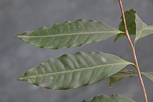 山茶(茶花)_照片縮圖