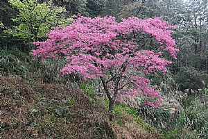 山櫻花_照片縮圖