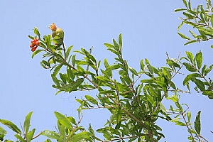 安石榴(石榴)_照片縮圖