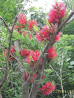 紅千層_照片縮圖